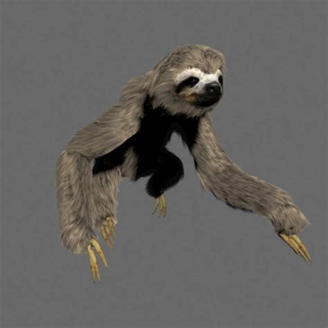 3d sloth model